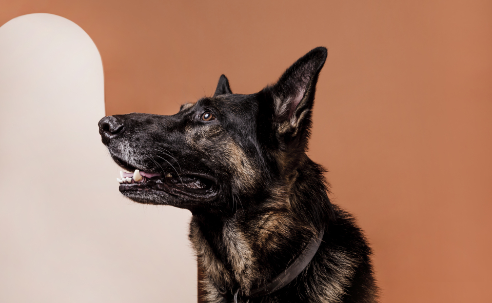 Papaya Pet Care